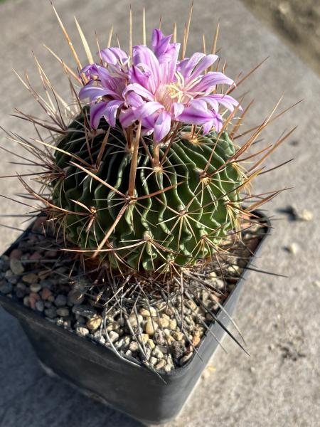 Stenocactus multicostatus